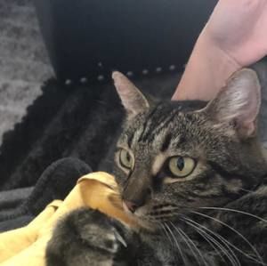 Meet your Posher, Roquel